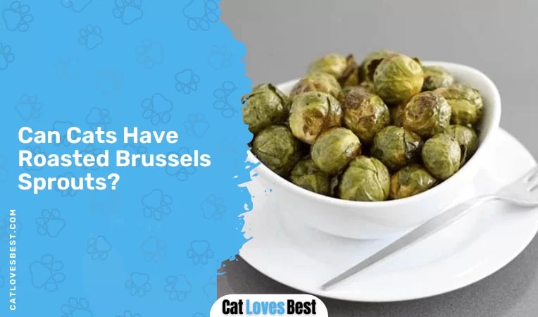Can Cats Have Roasted Brussels Sprouts