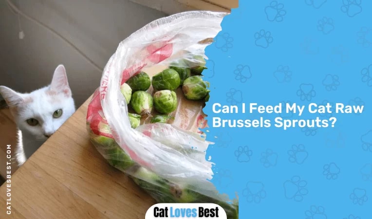 Can I Feed My Cat Raw Brussels Sprouts