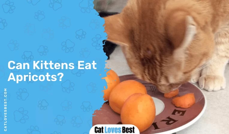 Can Kittens Eat Apricots