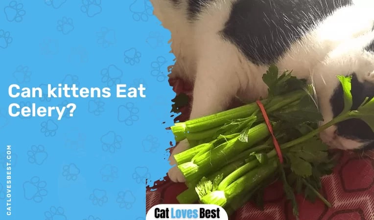 Can Kittens Eat Celery