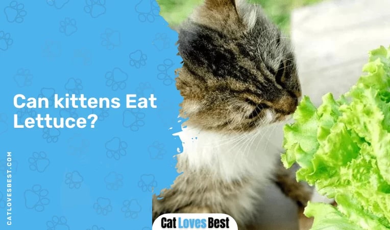 Can Kittens Eat Lettuce