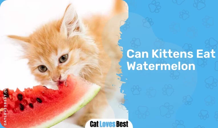 Can Kittens Eat Watermelon
