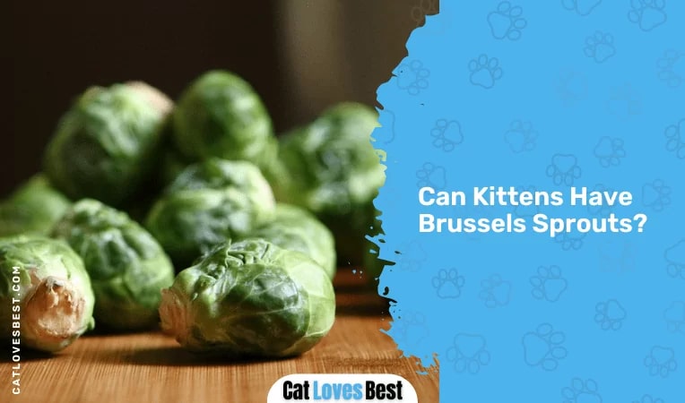 Can Kittens Have Brussels Sprouts
