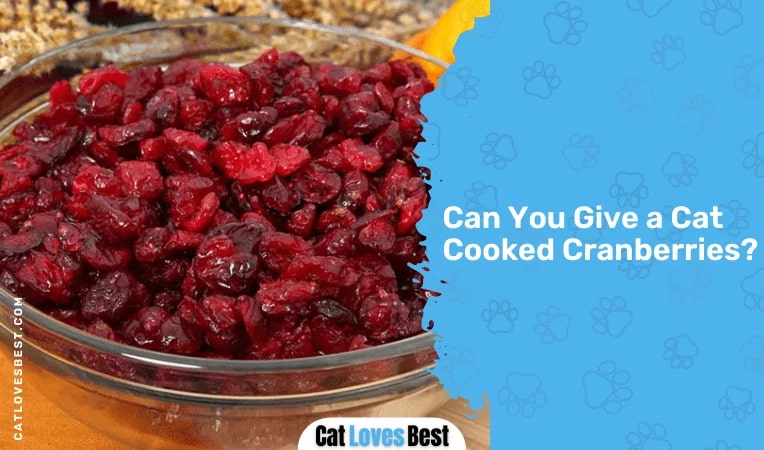 Can You Give a Cat Cooked Cranberries