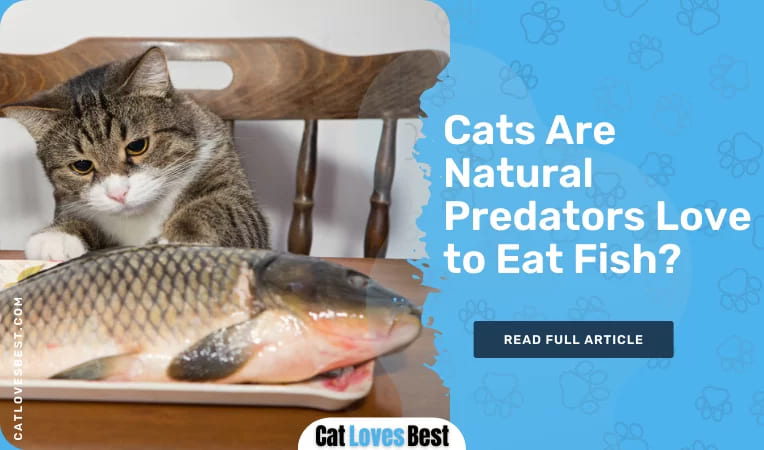 Cats Are Natural Predators Love to Eat Fish
