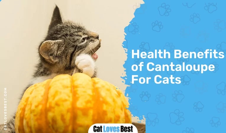 Health Benefits of Cantaloupe For Cats