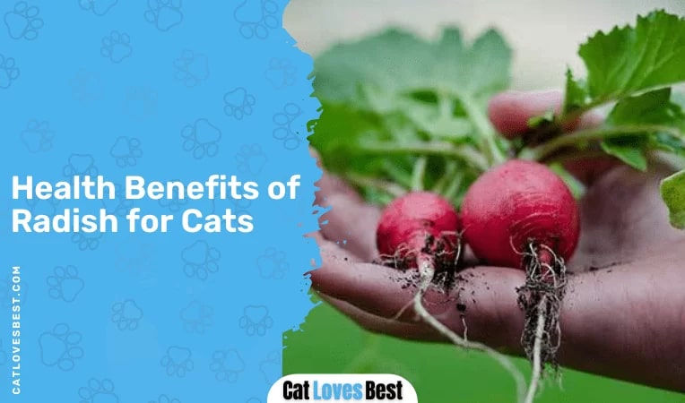 Health Benefits of Radish for Cats