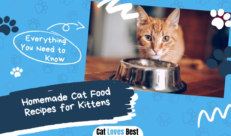 Homemade Cat Food Recipes for Kittens