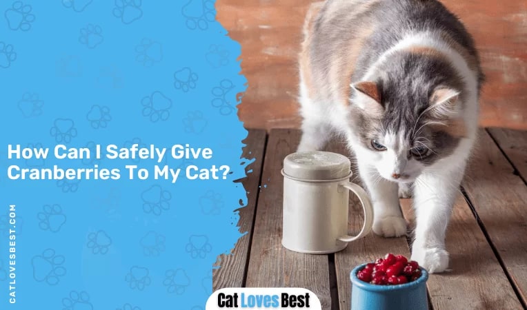 How Can I Safely Give Cranberries To My Cat