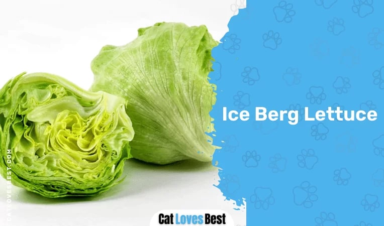 Ice Berg Lettuce