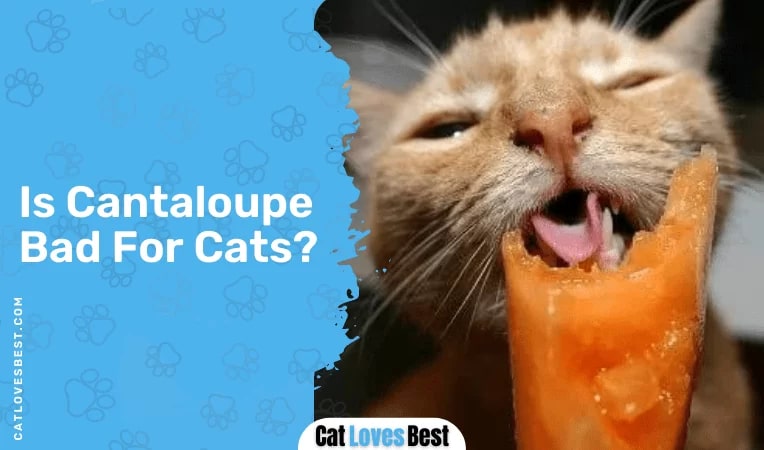 Is Cantaloupe Bad For Cats?