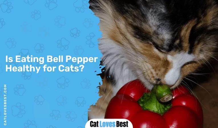 Is Eating Bell Pepper Healthy for Cats