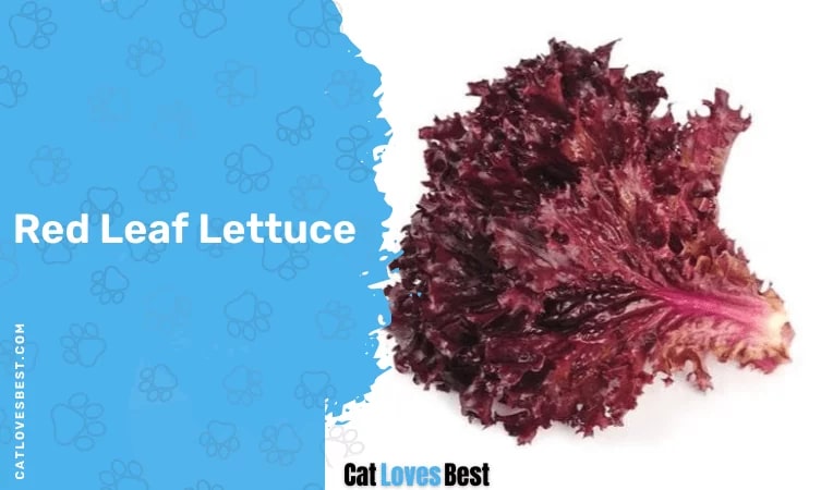 Red Leaf Lettuce