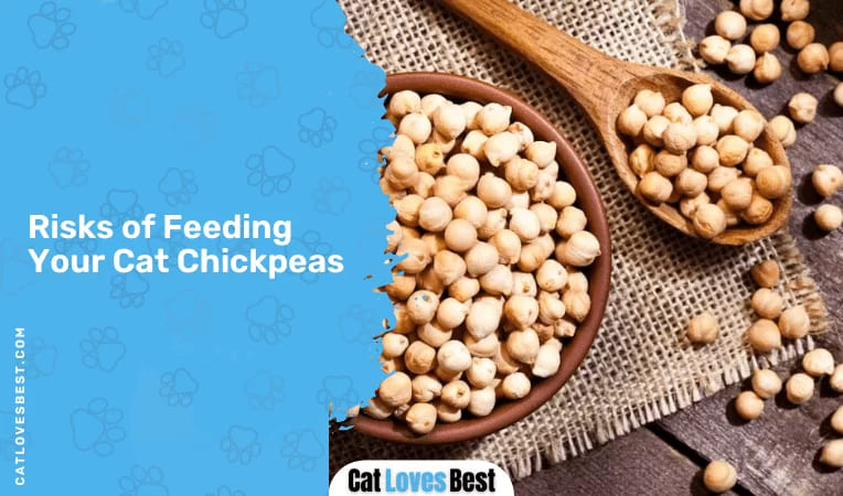 Risks of Feeding Your Cat Chickpeas