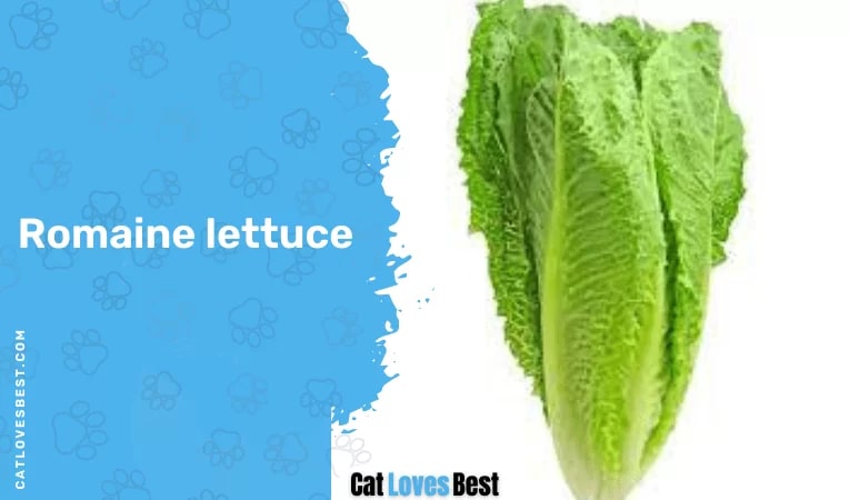 Romaine lettuce