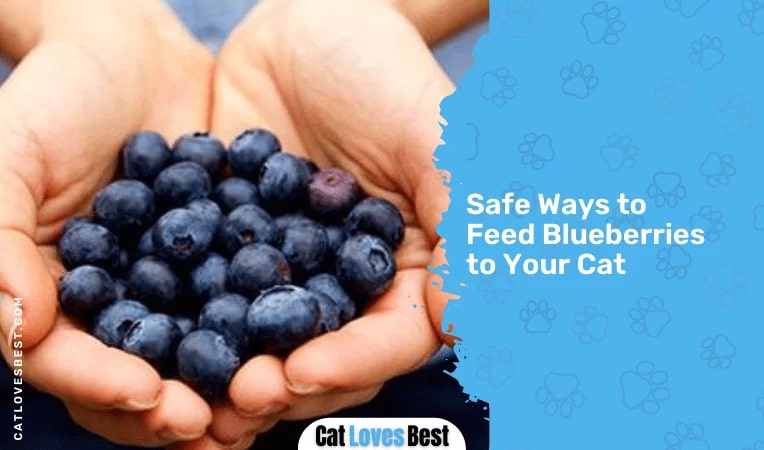 Safe Ways to Feed Blueberri
