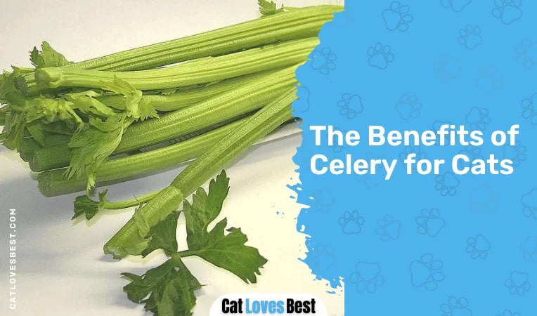 The Benefits of Celery for Cats