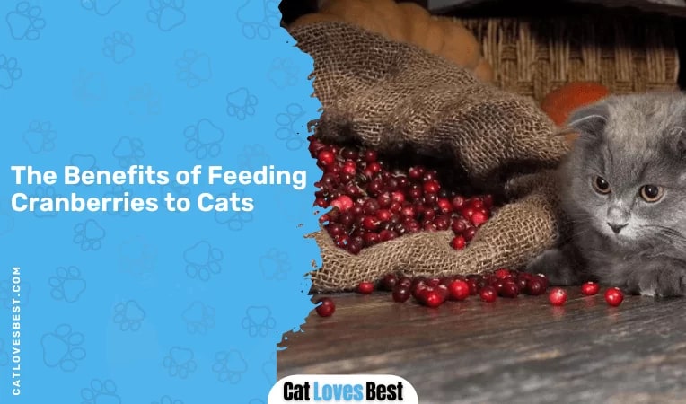 The Benefits of Feeding Cranberries to Cats