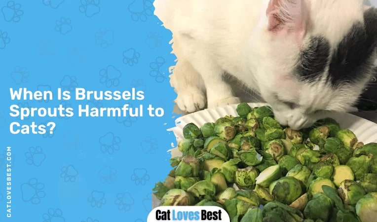 When Is Brussels Sprouts Harmful to Cats