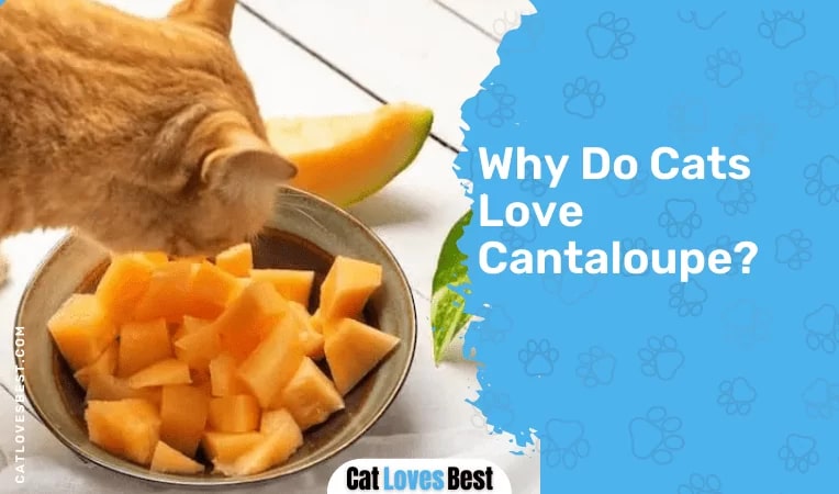 Why Do Cats Love Cantaloupe
