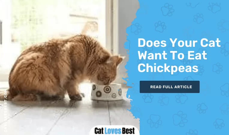 does your cat want to eat chickpeas