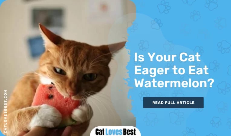  is your cat eager to eat watermelon