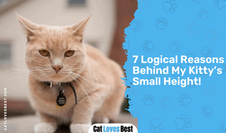7 Logical Reasons Behind My Kitty’s Small Height