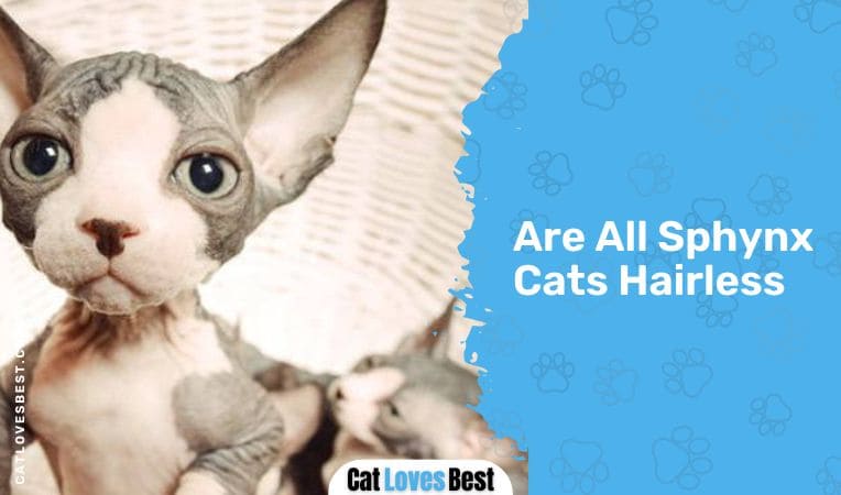 Are All Sphynx Cats Hairless