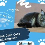 Are Maine Coon Cats Hypoallergenic