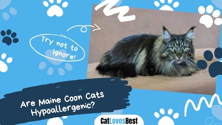 Are Maine Coon Cats Hypoallergenic