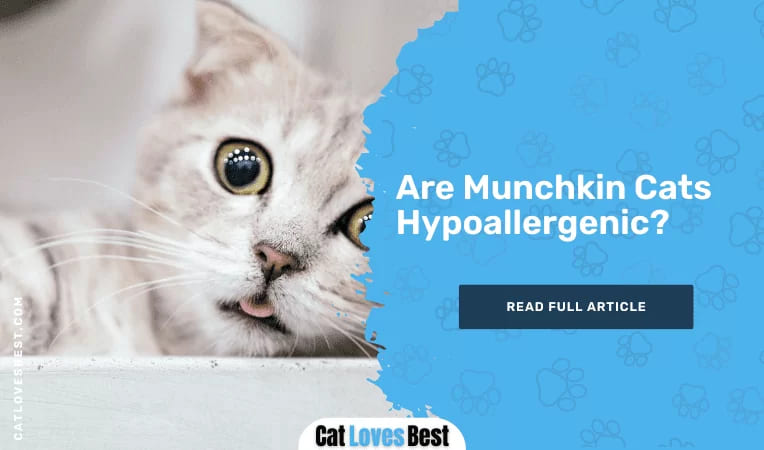 Are Munchkin Cats Hypoallergenic