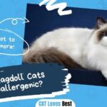 Are Ragdoll Cats Hypoallergenic