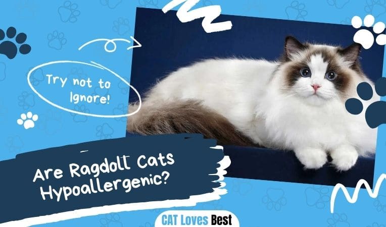 Are Ragdoll Cats Hypoallergenic