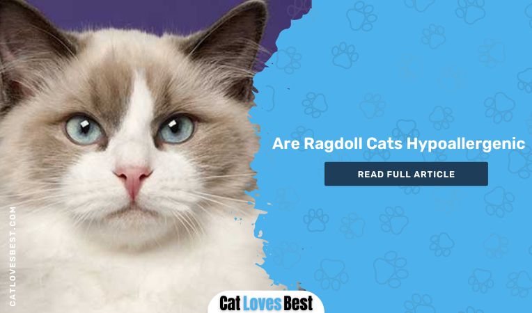 Are Ragdoll Cats Hypoallergenic