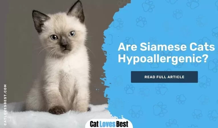 Are Siamese Cats Hypoallergenic.