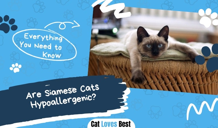 Are Siamese Cats Hypoallergenic?