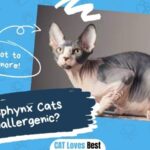 Are Sphynx Cats Hypoallergenic