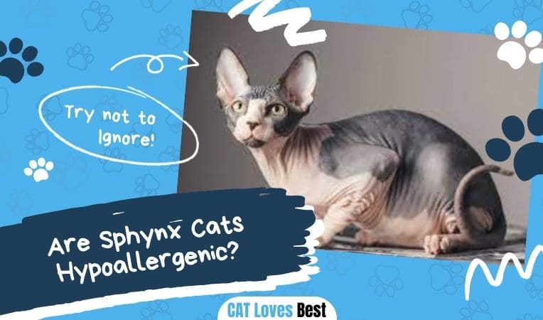 Are Sphynx Cats Hypoallergenic