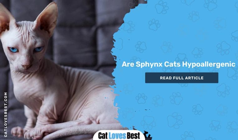 Are Sphynx Cats Hypoallergenic