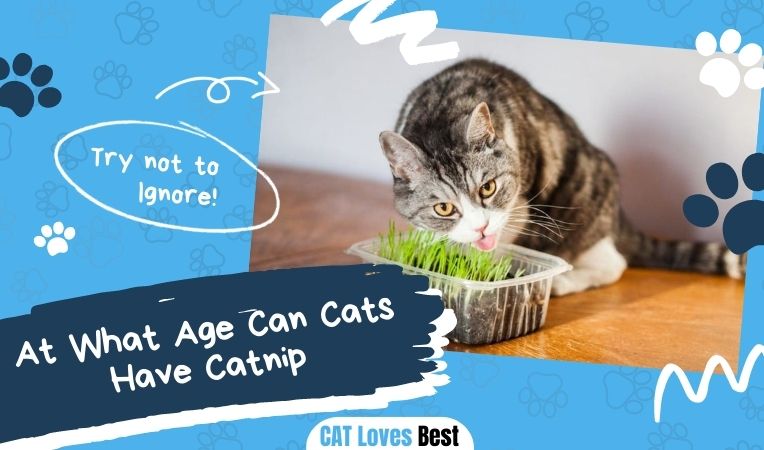At What Age Can Cats Have Catnip