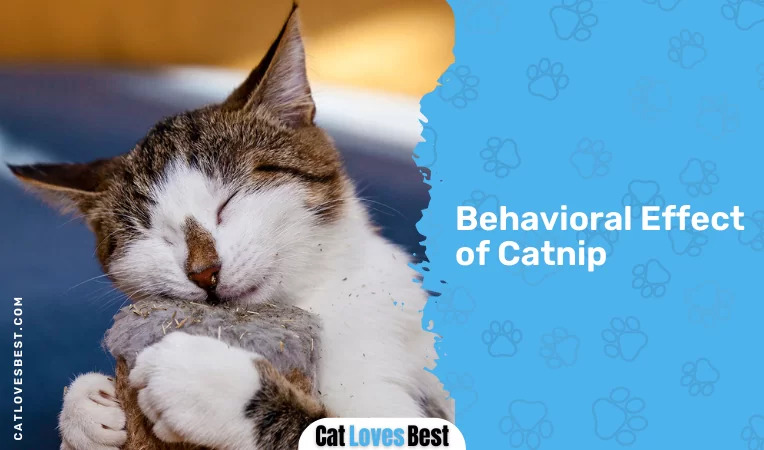 Behavioral Effect of Catnip
