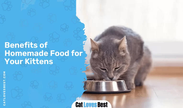 Benefits of Feeding Homemade Food to Your Kittens