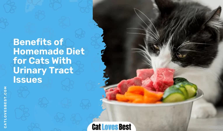 Benefits of Homemade Cat Food for Cats With UTIs