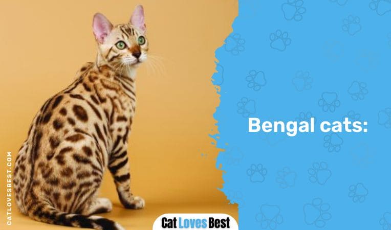 Bengal cats