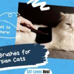 Best Brushes for Persian Cats