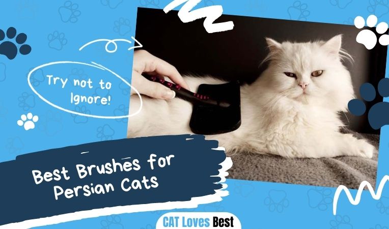 Best Brushes for Persian Cats