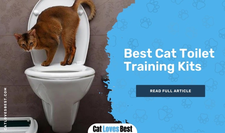 Best Cat Toilet Training Kits