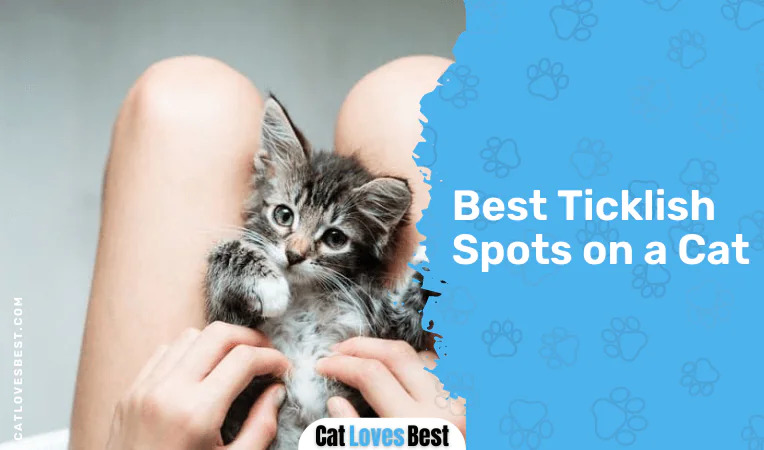 Best Ticklish Spots on a Cat