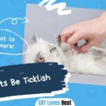 Can Cats Be Ticklish