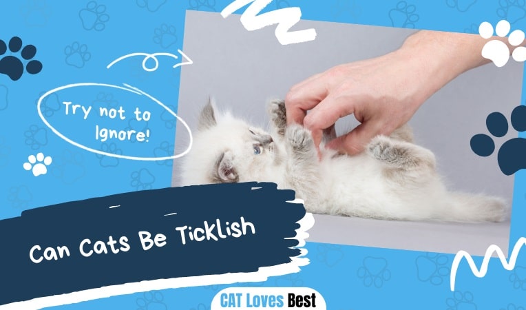 Can Cats Be Ticklish